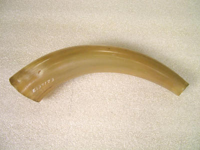 Powder Horn, Longhorn Steer