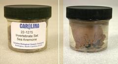 Preserved Specimen Invertebrate Set, Sea Anemone