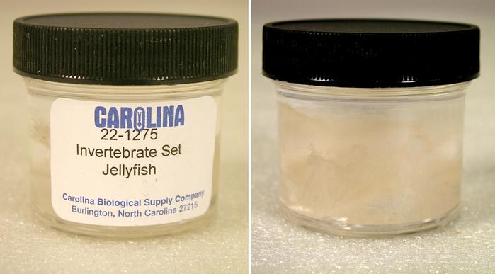 Preserved Specimen Invertebrate Set, Jellyfish