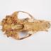 Black Bear, Skull And Mandible