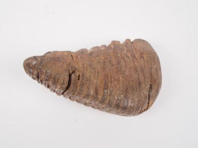 Mammoth Tooth
