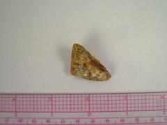 Amber Fragment