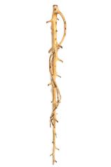 Cane