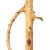 Cane