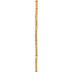 Cane
