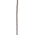 Cane
