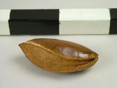 Nut, Brazil