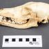 Coyote, Skull and Mandible