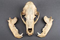 Black Bear, Skull and Mandible