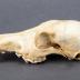 Coyote, Skull and Mandible