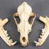 Coyote, Skull and Mandible