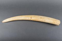 Walrus Tusk
