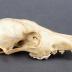 Coyote, Skull and Mandible