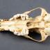 Coyote, Skull and Mandible