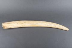 Walrus Tusk
