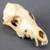Coyote, Skull and Mandible