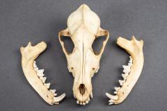 Coyote, Skull and Mandible