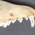 Coyote, Skull and Mandible