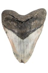 Megalodon tooth