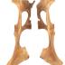 Eastern Elk - Partial Skeleton