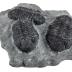 Phacops Trilobites (cast) 