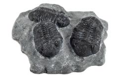 Phacops Trilobites (cast)