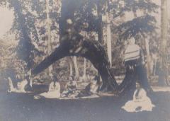 Photograph, Indian Trail Tree