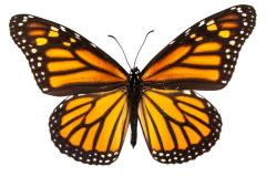 Monarch Butterfly 