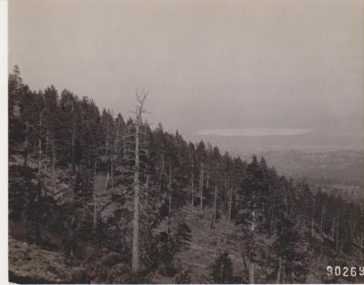 Photograph, Lumber in Tahoe Region