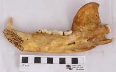 Black Bear, Skull &amp; Right Mandible