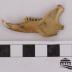 Eastern Cottontail Rabbit, Skull And Right Mandible