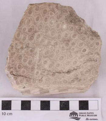 Petoskey Stone