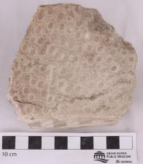 Petoskey Stone