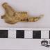 Eastern Cottontail Rabbit, Skull And Right Mandible