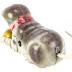 Cat Wind-Up Toy