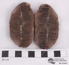 Lobatopteris lamuriana