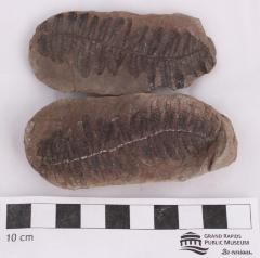 Lobatopteris lamuriana