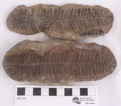 Lobatopteris lamuriana
