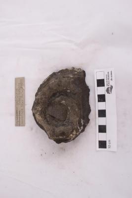 Cryptoceras undulatum