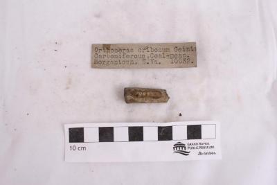 Orthoceras cribosum