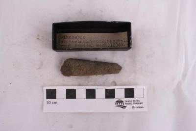 Orthoceras