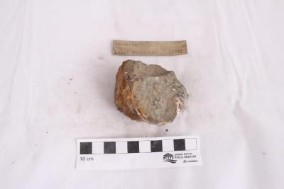 Ammonite