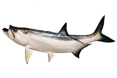Atlantic Tarpon