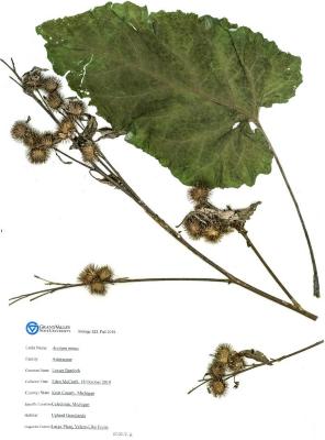Lesser Burdock