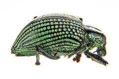 Beetle