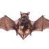 Big Brown Bat