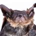 Big Brown Bat