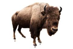 American Bison (mount)