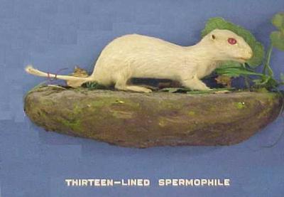 Albino 13- Lined Spermophile