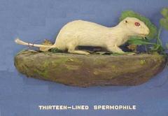 Albino 13- Lined Spermophile
